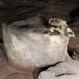 Chauvet Cave: carefully placed bear skull