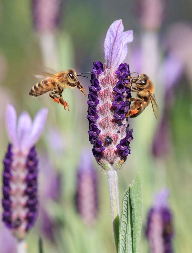 The Unity of Bee-ing | Beshara Magazine
