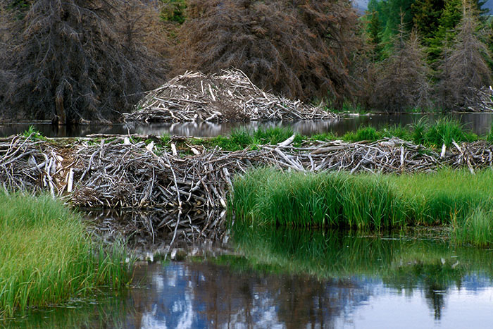 Re-wilding: beaver dams