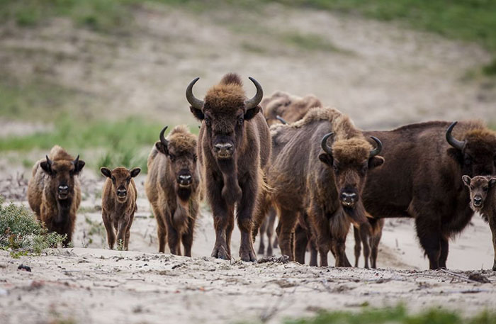Rewilding Bisons