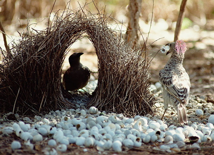 Nest of the Brown Gardener bowerbird. Photograph: Ingo Arndt/Minden Pictures