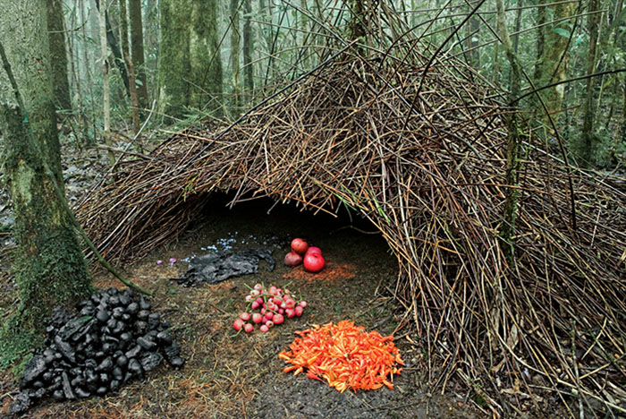 Nest of the Brown Gardener bowerbird. Photograph: Ingo Arndt/Minden Pictures