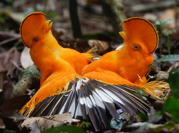 Two male Guianan cocks-of-the-rocks fight for the right to mate in their lek. Photograph: Sylvian Cordier.