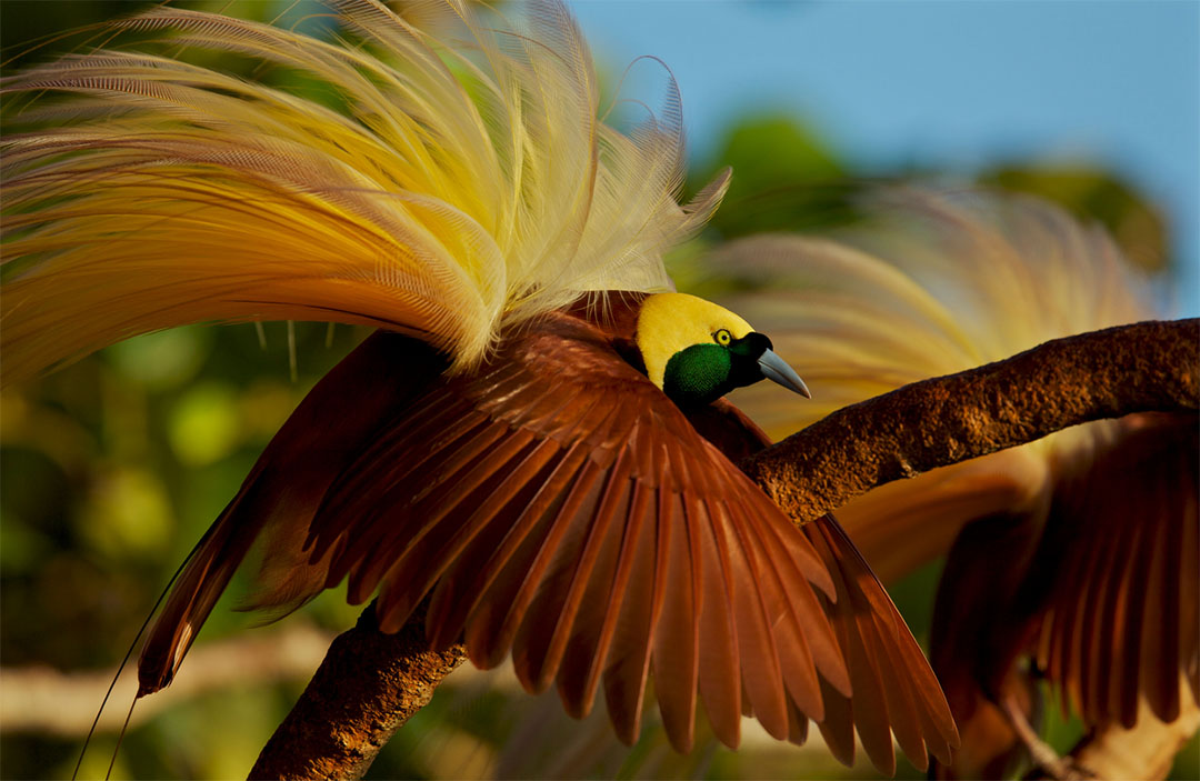 Raggiana Bird-of-Paradise. Photograph: Tim Laman