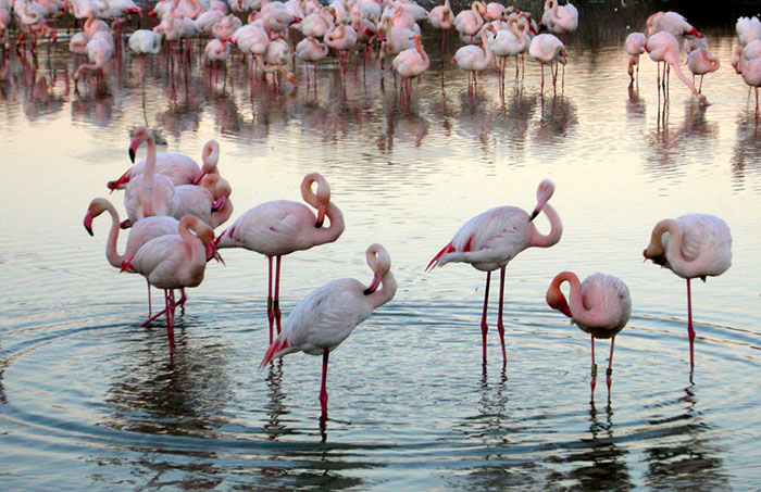 Flamingos in the Carmargue, France. Photograph: Judy Kearns