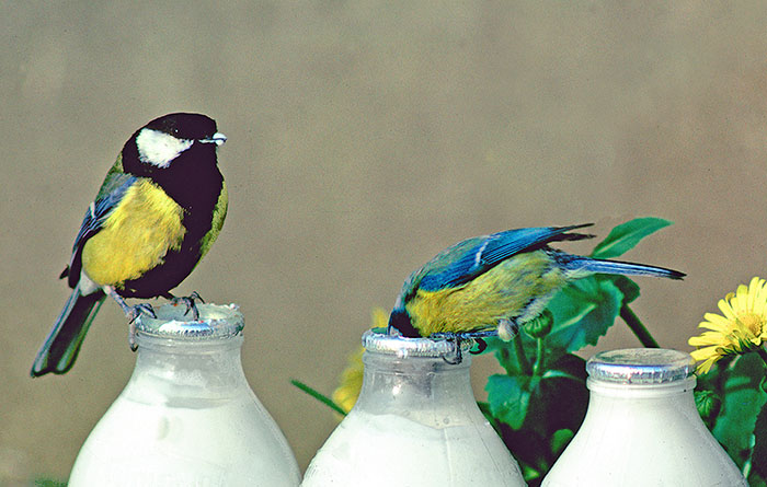 A great tit and a blue tit stealing cream
