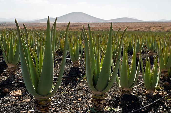Aloe Vera Plantation, Fuertaventura, Canary Islands, Spain