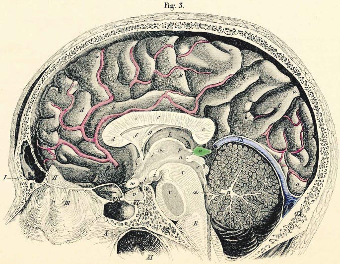 The Pineal Gland. Nineteenth century diagram of the brain