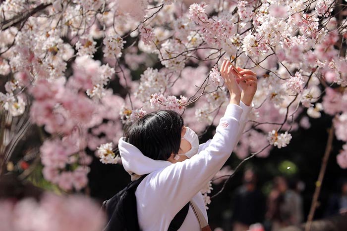 Cherry blossom in Tokio