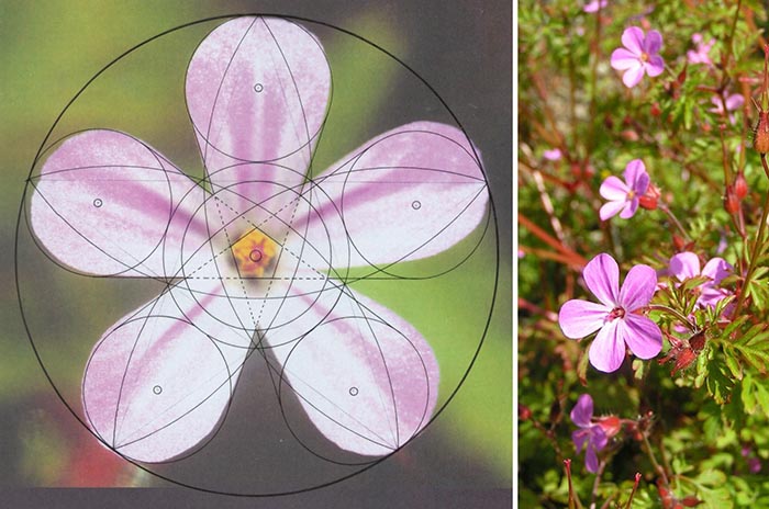 The Herb Robert showing its five-fold symmetry