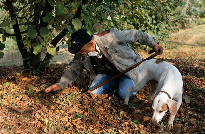Hunting for white truffles in Piedmont, Italy