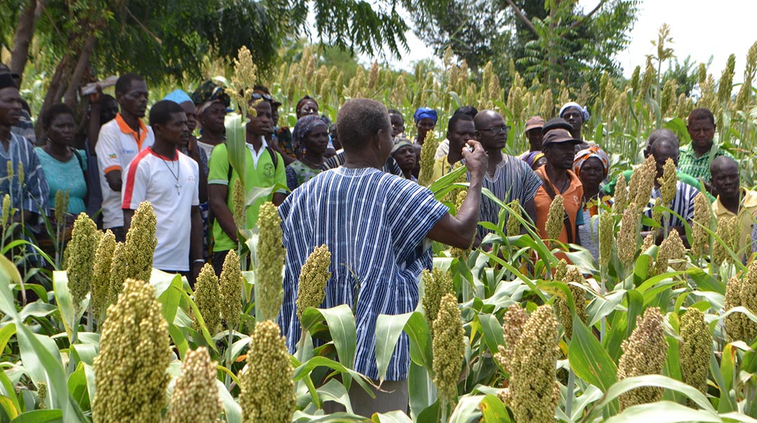 Members of the Ghanian farmers group CIKOD learn about the new science of ‘agroecology’