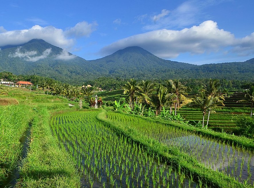 Jatiluwih in Bali, where the rice fields are watered by the Subak