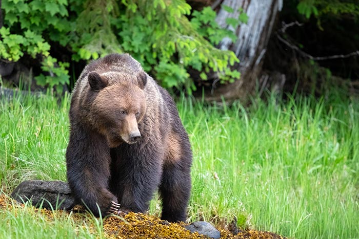 Grizzly bear in the Great Bear National Park, BC