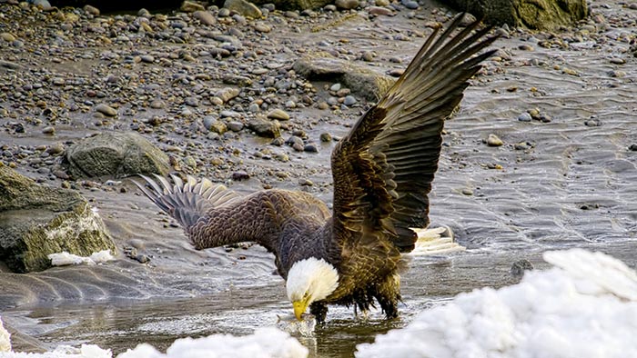 Bold eagle picking a fish out of a river