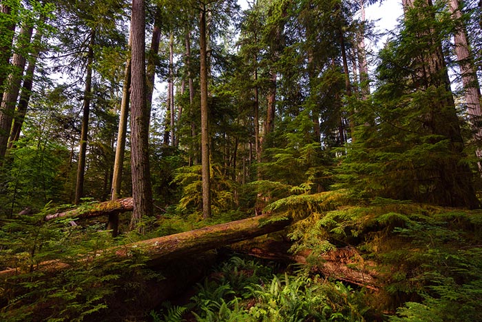 Cathedral Grove on Vancouver Island, British Columbia