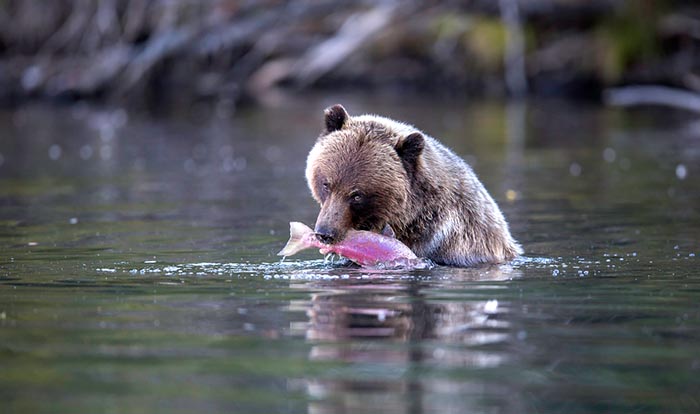 A grizzly bear eating a sockeye salmon, British Columbia