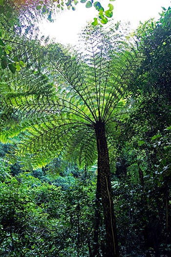 Tree fern in Bluemountain National Park