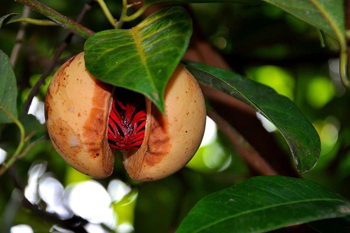 The fruit of the evergreen tree Myristica Fragrans