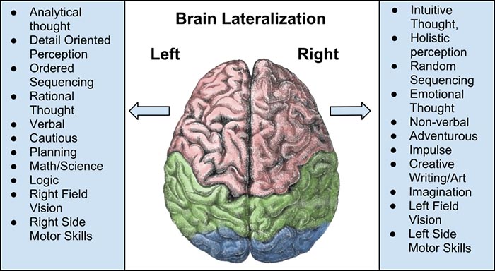 Brain hemispheres