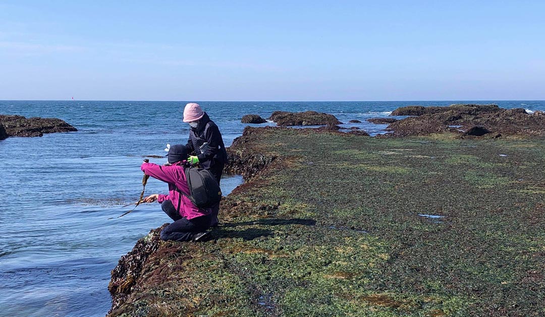 Eiko Soga and Kane-san foraging for seaweed on the shore