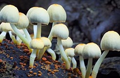 Introducing… Fantastic Fungi