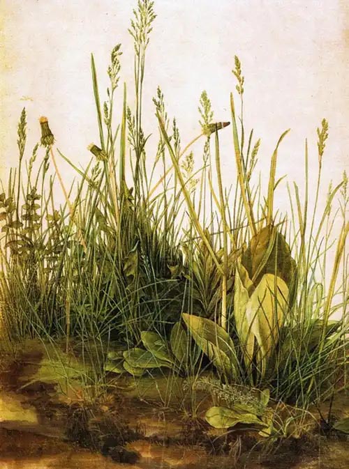 Meadow painting by Durer