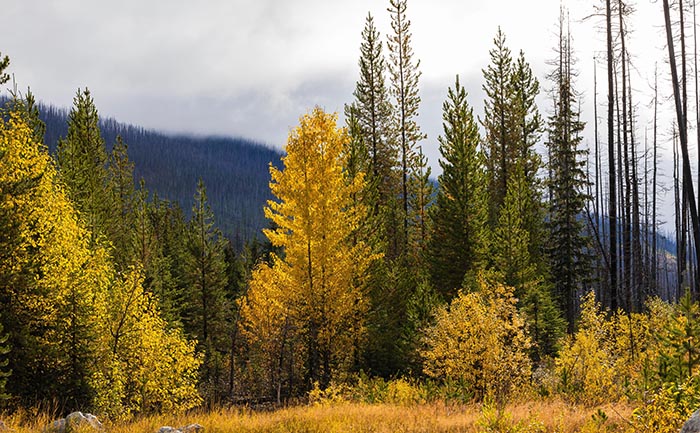 Balsam Poplar, with other trees, in Kootenay National Park