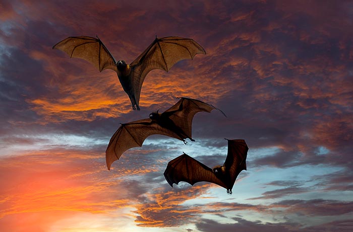 Bats flying by night