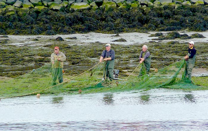 Salmon fishermen on river Tweed