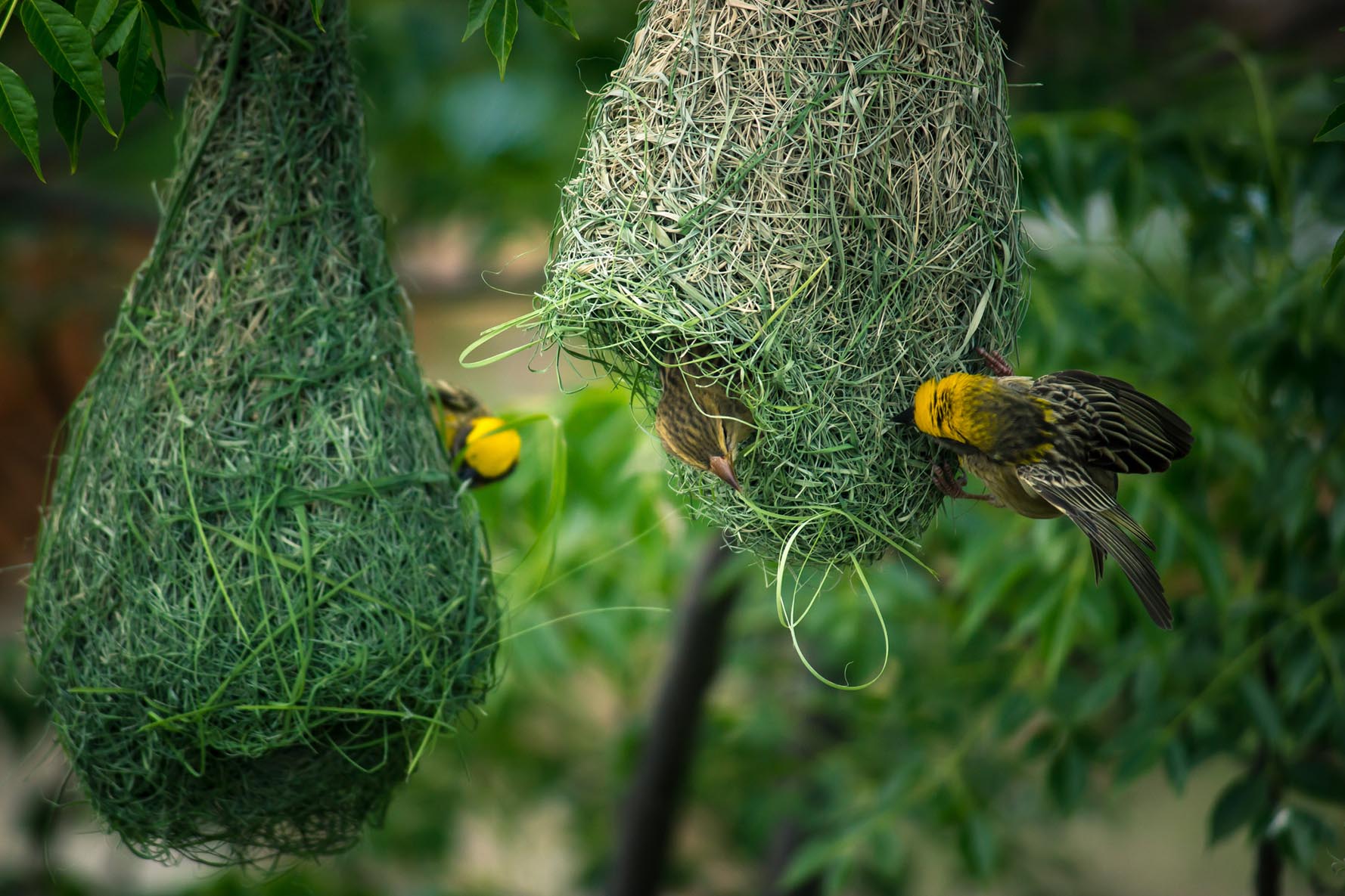 Male Baya weaver birds building a nest 