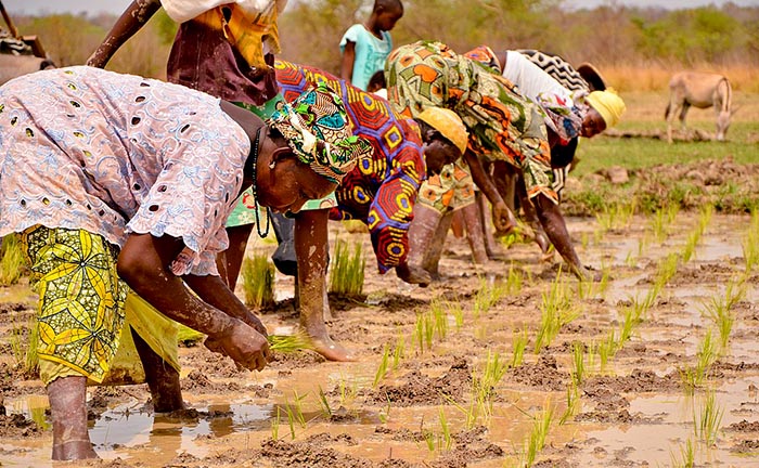 Women in the Gambian rice fields, 2014