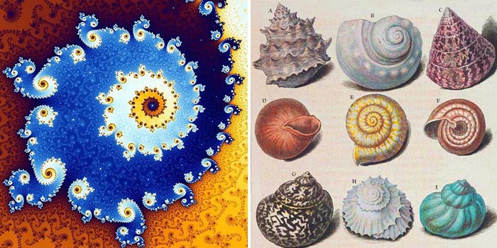 Mandelbrot set and sea shells