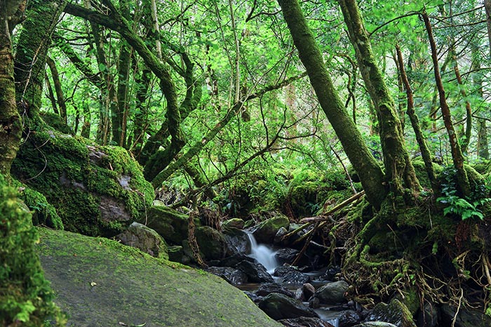 Irish forest with stream