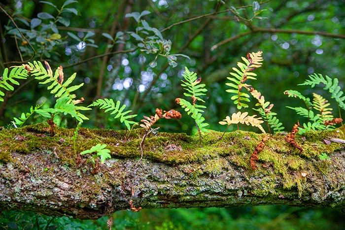 Ferns and moss rooted in the branches of the tre