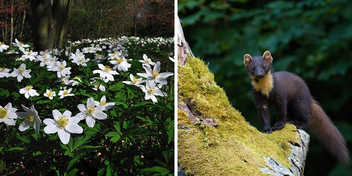 wood anenomes and pine marten