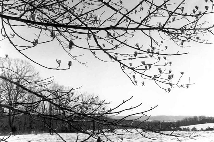 Horizon through a branch of a tree