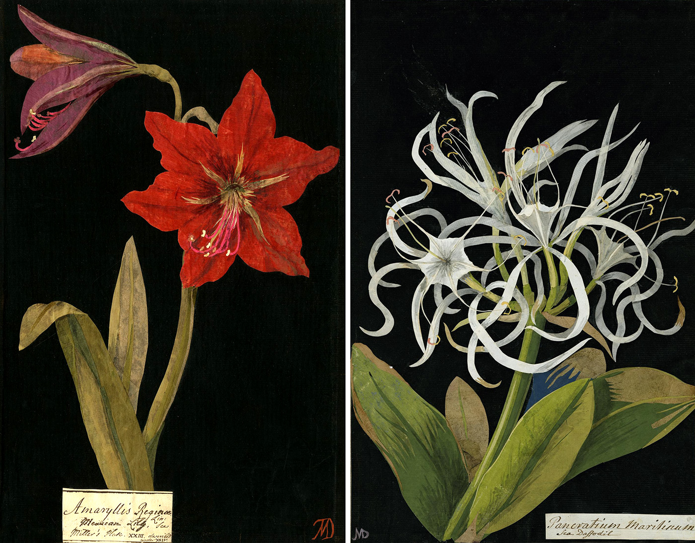 Mary Delany (1700–88), two flower portrait ‘mosaiks’. Left: Amaryllis Reginae. Right: Pancratium Maritinum