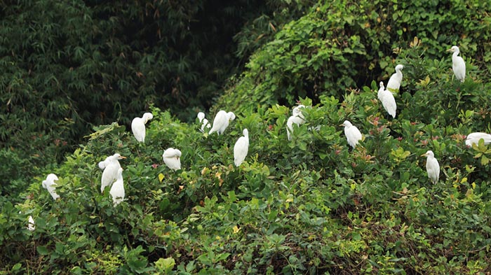 White cranes in Tamil Nadu