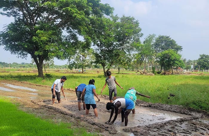 Children at the Pathashaala School planting rice in the garden