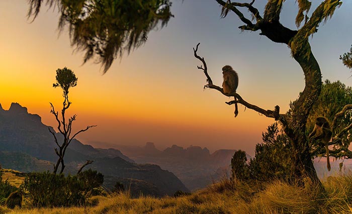 A Gelada Baboon watching the sunset in the Ethiopian highlands
