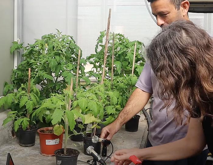 Scientists at Tel Aviv University, Israel, recording the sounds emitted by tomato plants
