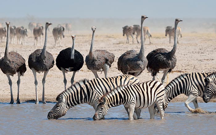 Burchell’s zebras drinking at a waterhole, Etosha National Park, with ostriches standing by