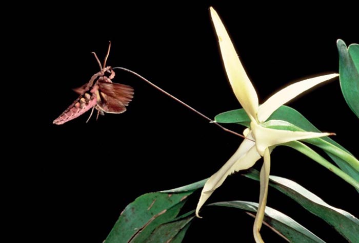 Darwin’s Orchid and the Hawk Moth (painting)