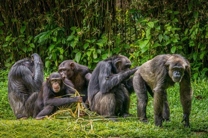 Grooming in chimpanzee communities