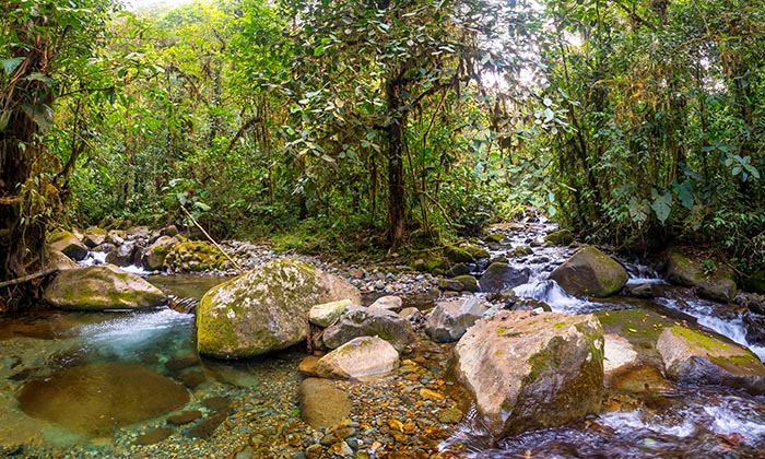 Cloudforest in the Los Cedros Reserve, western Ecuador