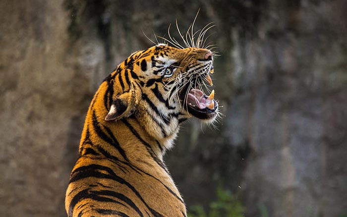 Roaring tiger