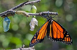 Metamorphosis: The World as Chrysalis of Soul