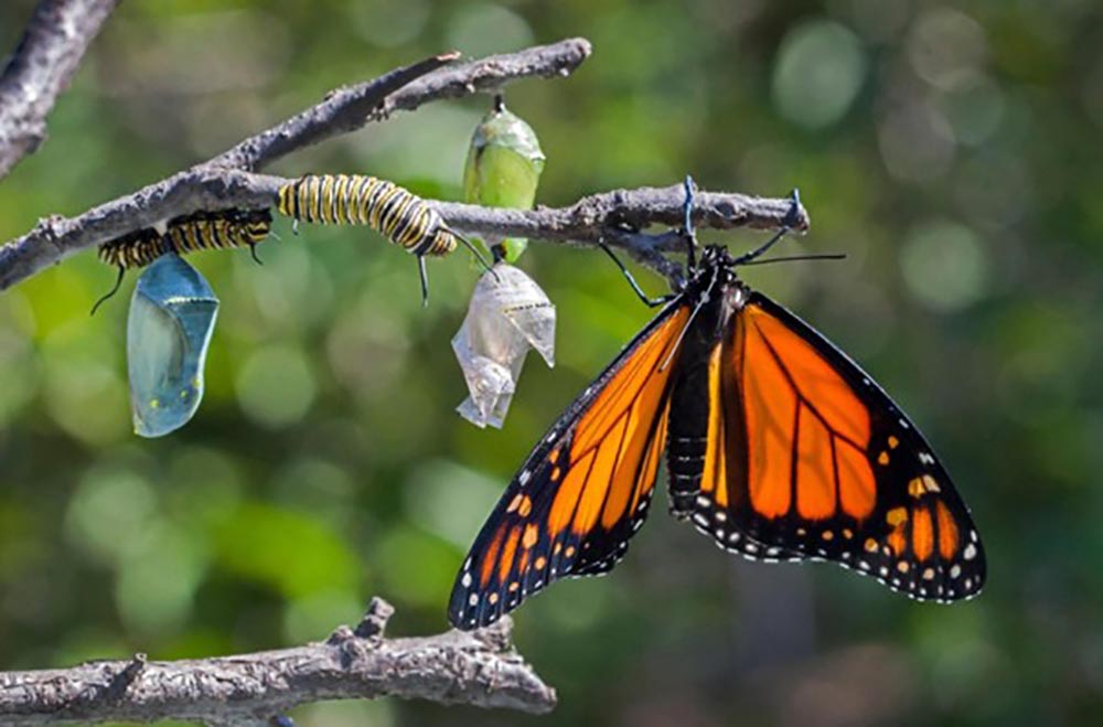 Metamorphosis