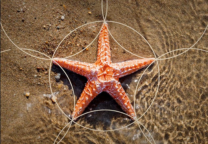 Starfish